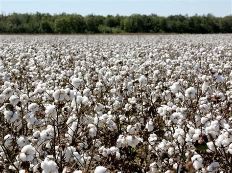 cotton harvests expected  top  pounds  mississippi state