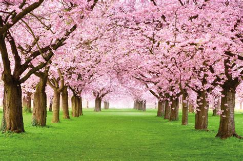 buy great artlarge photo wallpaper cherry blossom tree picture