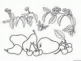 Colorare Pera Obst Frutas Malvorlagen Cereza Colorkid Birne Kirsche Ciliegio Kiraz Boyama Pear Poires Cerises Disegni Frutta Cereja Pêra Wrhs sketch template