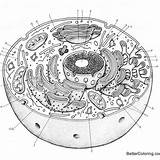 Biology Posted sketch template