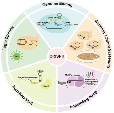 ijms  full text crispr cas technology  bioengineering conventional