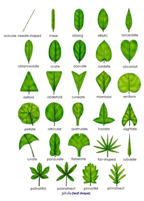 leaf shape  leaf classification botany plant classification plants