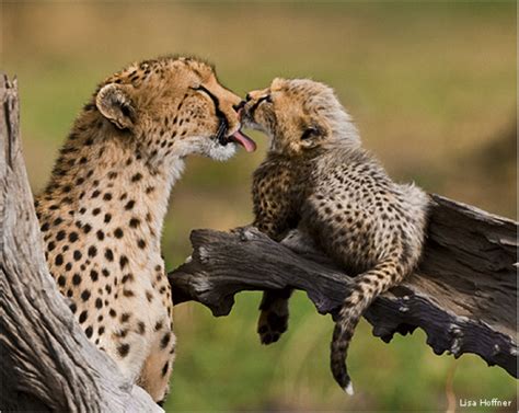 inspiring wildlife conservation  photography huffpost