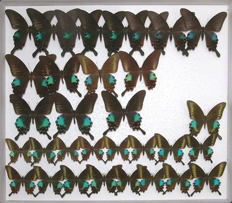 iga pa 1265 suguru igarashi insect collection part i