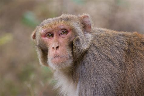 ruins   moment rhesus macaque  rishikesh   pete mcgregor