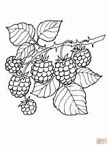 Fruit Crayons Supercoloring Blackberry Embroidery sketch template