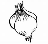 Onion Coloring Coloringcrew Pages Colorear Gif Comments Vegetables sketch template