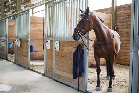 choose  boarding stable   horse