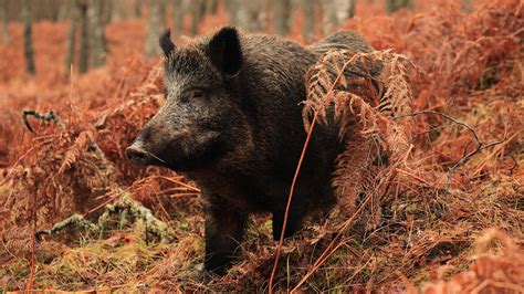 wild boar facts  mythology trees  life