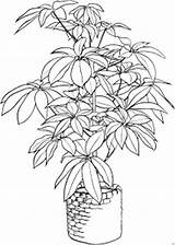 Blumen Blumentopf Malvorlagen Pflanze Grosse sketch template