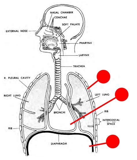 anatomy  upper respiratory system