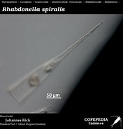 Afbeeldingsresultaten voor "rhabdonella Cornucopia". Grootte: 176 x 185. Bron: www.st.nmfs.noaa.gov
