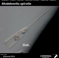 Afbeeldingsresultaten voor "rhabdonella Cornucopia". Grootte: 190 x 185. Bron: www.st.nmfs.noaa.gov