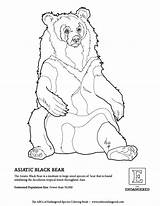 Coloring Bear Pages Endangered Drawing Animals Getcolorings Species Getdrawings Color sketch template