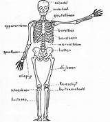 Skelet Menselijk Lichaam Biologie Anatomie Tekentips Hoofdstuk Voortplanting Hofstede Tirza Natuur Corps Squelette Humain sketch template