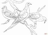 Coloring Pigeon Pages Pigeons Aves Passenger Printable Cute Bird Para Colorear Dibujos Dibujo Supercoloring Palomas Migratorias Doves Gratis Template Imprimir sketch template