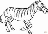 Zebra Coloring Pages Zebras Kids Drawing Baby Cute Printable Color Super Clipart Mammals Supercoloring Drawings Gif Silhouettes sketch template
