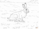 Jackrabbit Tailed Lepre Hares Supercoloring Lapins Meglio sketch template