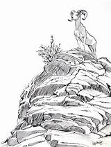 Mountain Goat Drawing Ink Drawings Rocky Mountains Sheep Bighorn Coloring Grass Pencil Pages Colorado Without Sketches Sketch Goats Top Barsotti sketch template