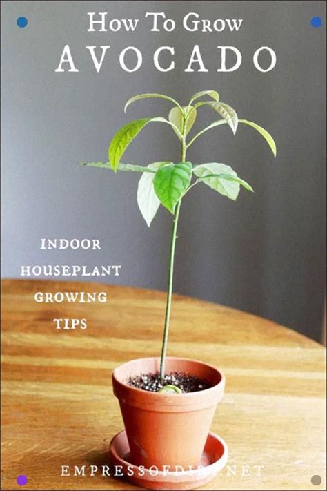 How To Grow An Avocado Plant Indoors As A Houseplant See These Top