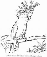 Cockatoo Vogel Colouring Cacatua Cockatoos Kakadu Zeichnen Zeichnungen Vögel Honkingdonkey Galah Adulte Oiseau Selbstgemachte Bunte Erstaunliche Pencil Buntspecht Zum Tudodesenhos sketch template
