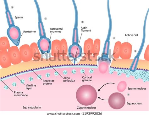 Human Fertilization Process Sperm Egg Cell Stock Vector