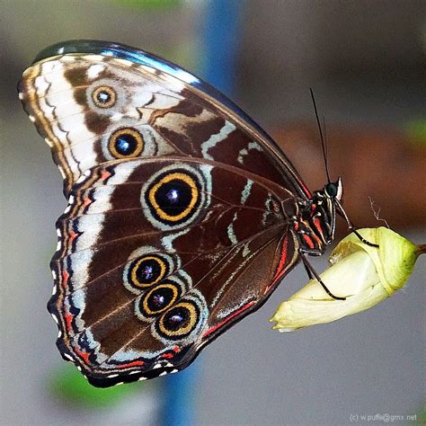 blauer morphofalter foto bild natur nahaufnahme schmetterling