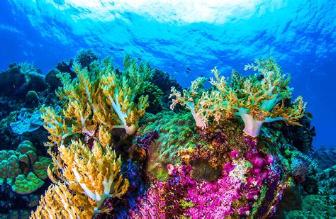 reasons coral reefs   integral   survival animalogic