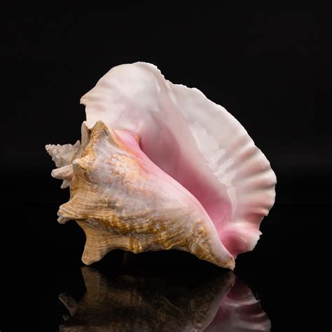genuine pink conch shell astro gallery touch  modern