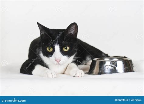 cat  empty food bowl stock photo image