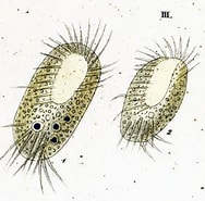 Afbeeldingsresultaten voor "diophrys Appendiculata". Grootte: 188 x 185. Bron: www.infusoria.org