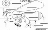 Bee Label Bees Honey Thorax Enchantedlearning Drawing Activities Anatomy Leg Insects Grade Printout Science Kindergarten Enchanted Learning Make Attached Six sketch template