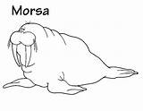Coloring Walrus Morsa Para Pages Spanish Pintar sketch template
