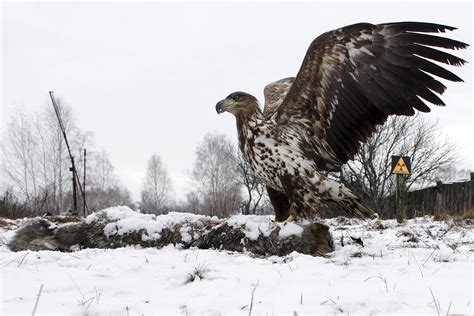 chernobyl disaster how wildlife in the exclusion zone is really faring after 30 years of