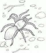 Spider Tarantula Tarantel Spinne Giant Colorare Ragno Ausmalbild Redback Bestcoloringpagesforkids Slipper Disegno Malvorlagen Ausmalbilder Designlooter sketch template