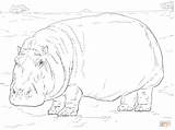 Hippopotame Hippo Imprimer Coloriages Hippopotamus sketch template