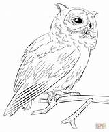 Owl Drawing Coloring Step Draw Realistic Pages Line Easy Barn Drawings Simple Owls Southern Faced Tutorials Supercoloring Christmas Getdrawings Beginners sketch template
