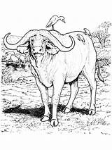 Buffalo Kerbau Betina Gaddynippercrayons sketch template