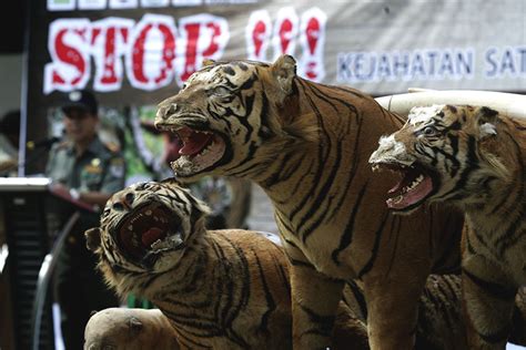 Perburuan Harimau Sumatera Di Aceh Tidak Pernah Berhenti
