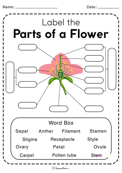 parts   flower worksheet  printable parts   flower parts