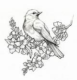 Birds Drawing Pencil Rose Getdrawings Flower sketch template
