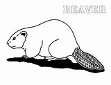 Beaver Coloring Pages Color Animal Sheet Animals Printable Print Back sketch template