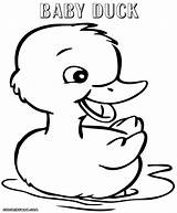 Duck Coloring Pages Print Coloringway sketch template