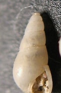 Afbeeldingsresultaten voor "odostomia Carrozzai". Grootte: 122 x 185. Bron: www.naturamediterraneo.com