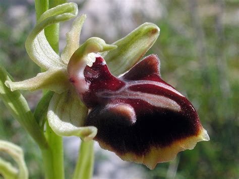 flower gallery ophrys bbbb