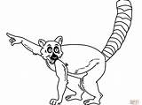 Coloring Fork Getdrawings Tailed Lemur Ring Getcolorings sketch template