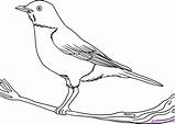 Robin Draw Bird Drawing Outline Drawings Birds Easy Simple Kids Step Flying Coloring Red Sketch Pages Animals Getdrawings Colouring Sketches sketch template