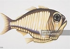 Image result for "argyropelecus affinis". Size: 146 x 101. Source: www.gettyimages.com