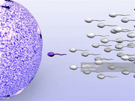 illustration of male sperm cells fertilizing a female egg illustration