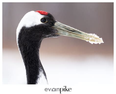 artistic red crowned japanese crane  japan photo guide